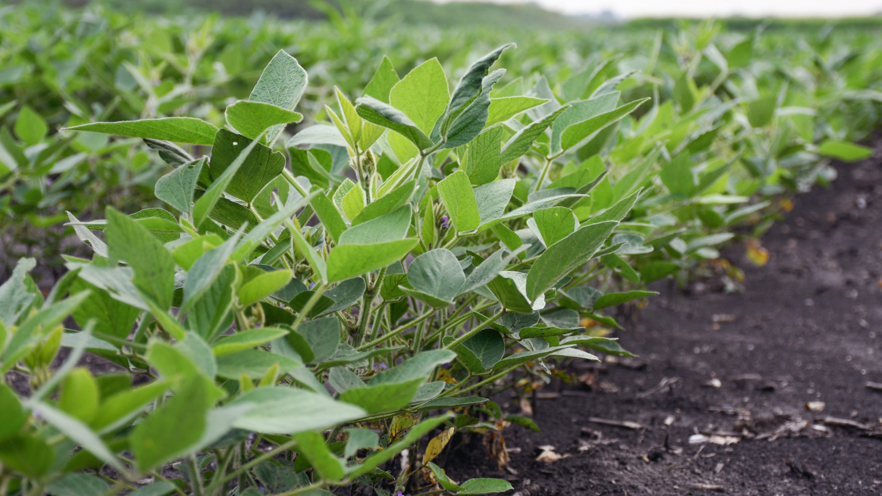 Photograph of a soy bean row in a field