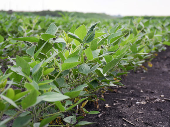 Photograph of a soy bean row in a field