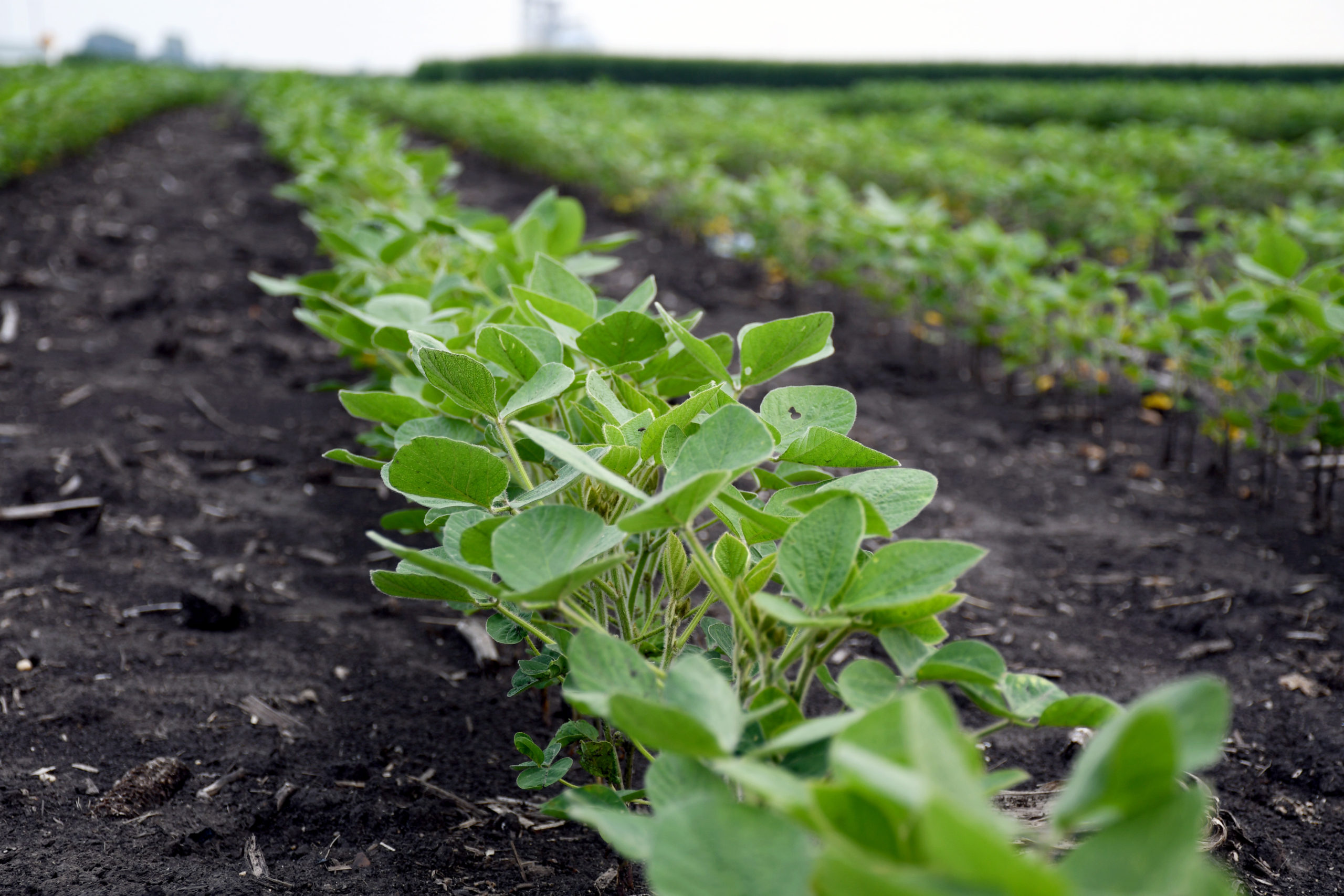 Close-up photograph of a soy bean row in a field