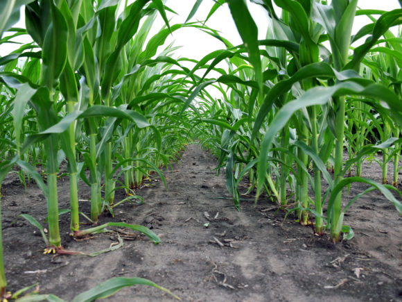 Low photograph of in-between green corn crops at the Autonomous Farm