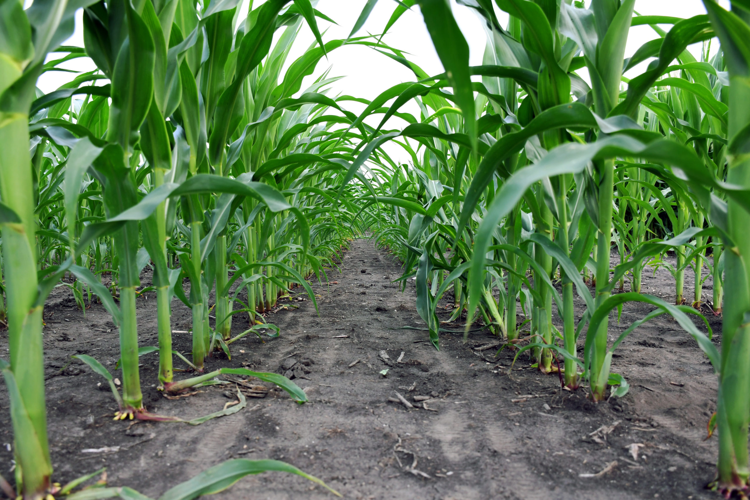 Low photograph of in-between green corn crops at the Autonomous Farm
