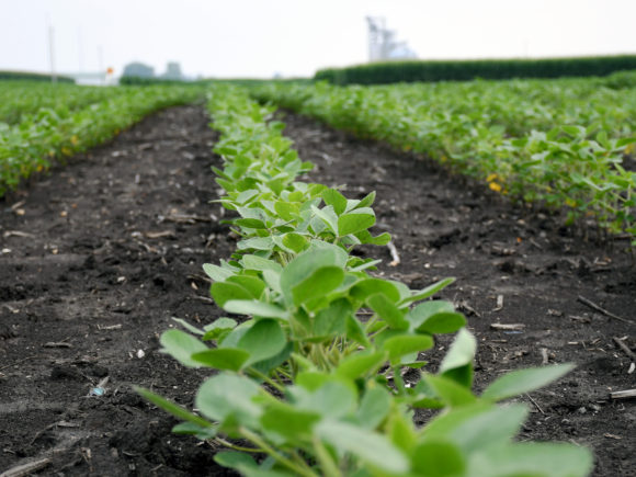 Close-up photograph of a row of soy bean plants in a field