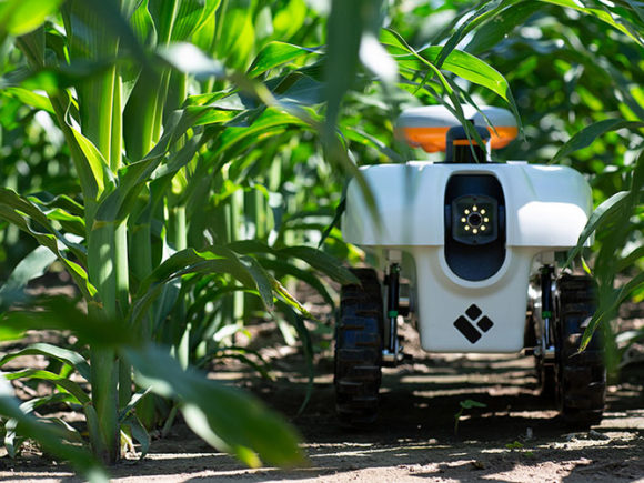 Ground-level robot moving between crop rows in a lush and green corn field