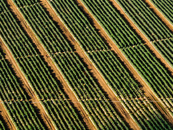 Image of green crops in diagonal rows in a field