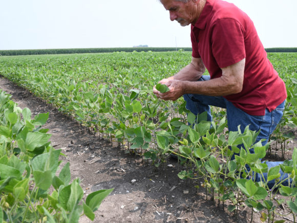 Exterior photograph of a farmer in a red shirt and jeans, kneeling, looking, and holding soy bean leaves in a planted row of green calf-high soy bean plants