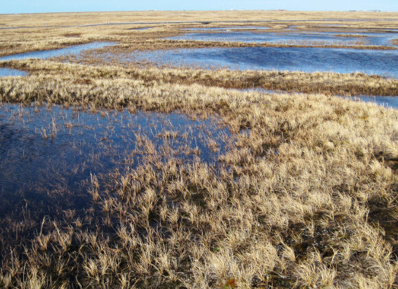 Patches of Arctic permafrost with brown green grass growing on top layer surrounded by pools of cold blue and clear water from ice thawing.