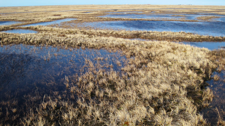 Patches of Arctic permafrost with brown green grass growing on top layer surrounded by pools of cold blue and clear water from ice thawing.