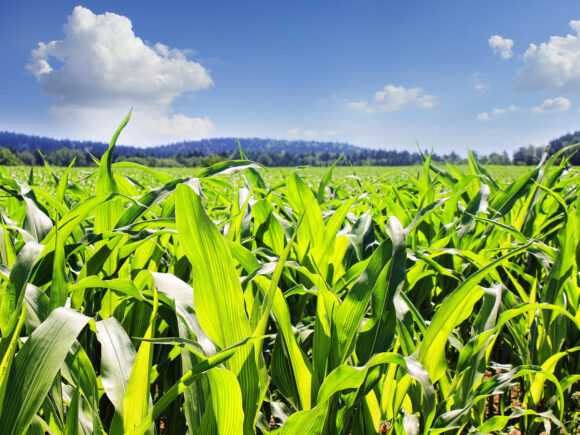Corn growing on a farm