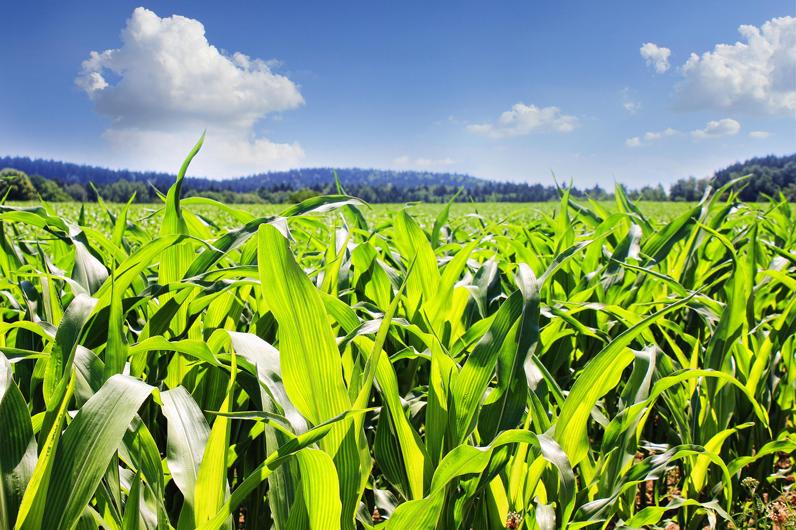 Corn growing on a farm