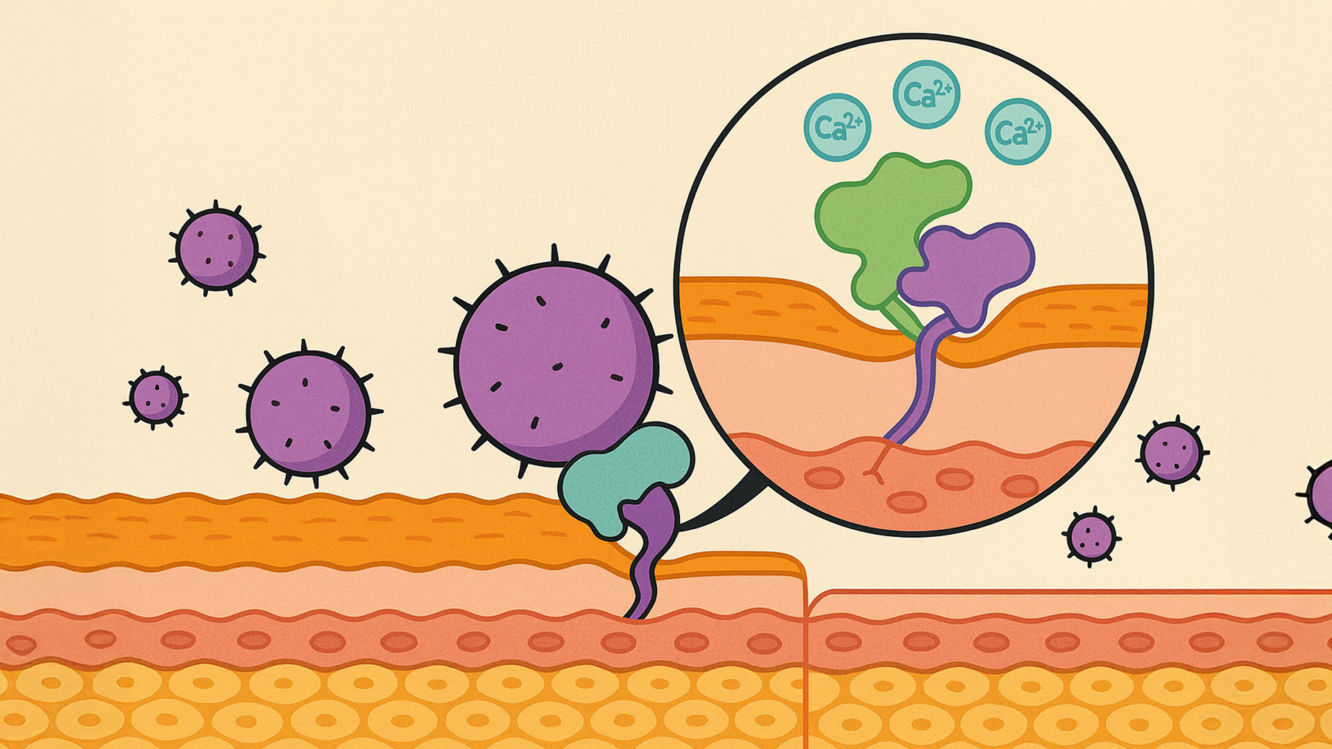 A visualization showing how staph infections can start on the skin.