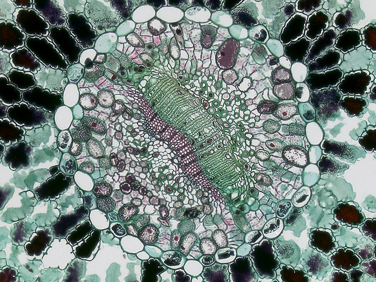 A cell like structure meant to convey the complexities of a single cell.